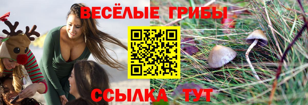 Псилоцибиновые грибы Psilocybine cubensis Чистополь